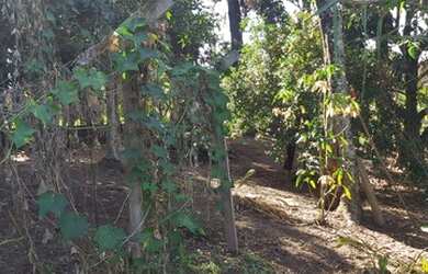 Imagem 4: Lote/Terreno para venda tem 9132 metros quadrados em Maracanã - Jarinu...