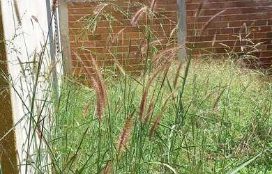 Imagem 2: Casa em Caturai lote grande