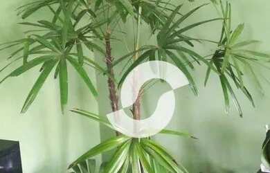 Imagem 4: Casa à venda, 57 m² por R$ 195.000,50 - Vista Alegre - São Gonçalo/RJ