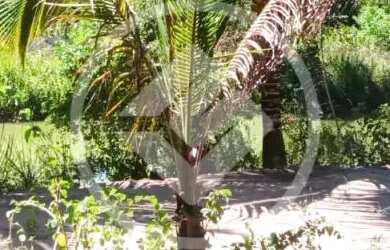 Imagem 12: Linda chácara a venda em Guarapari ,com 5.250 m2, casa com 2 quartos, área de lazer e um b