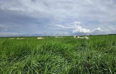 Imagem 7: Fazenda a venda, em Mundo Novo - Goiás