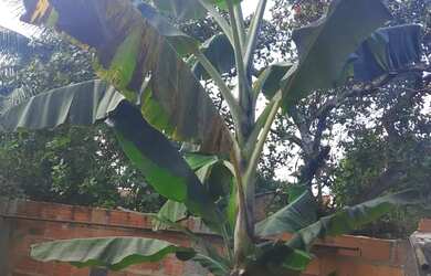 Imagem 14: Casa com quintal com 10 largura e 82 de comprimento