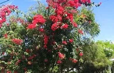 Imagem 6: Casa com 3 dormitórios para alugar, 600 m² por R$ 5.800,00/mês - Barra do Jacuípe - Camaça