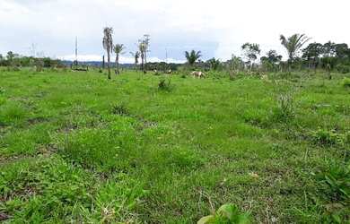 Imagem: A fazenda possui 35m² de Área e está localizado em Rurópolis