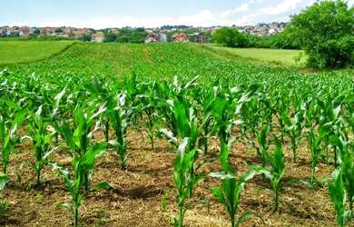 Imagem: A fazenda está localizado em Araturi, Caucaia à venda por