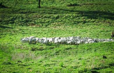 Imagem 4: Vendo Excelente Fazenda de 1.033 hectares na Região de Curvelo MG
