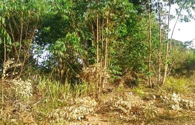 Imagem 2: Novos imóveis e terrenos de 1.000 metros quadrados na região de Mairiporã