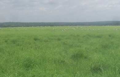 Imagem 5: Fazenda Para Lavoura OU Pecuaria no Tocantins x Permuta Parana Fazenda