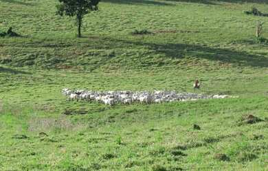 Imagem 13: Vendo Excelente Fazenda de 1.033 hectares na Região de Curvelo MG