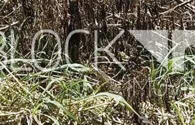 Imagem 13: Recreio dos Bandeirantes Terreno