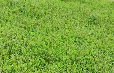 Imagem: A chácara possui 12.375m² de Área e está localizado em