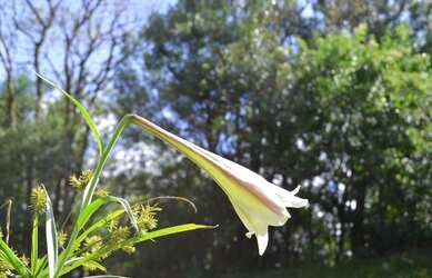 Imagem 5: Terreno à venda, 860 m² por R$ 310.000,00 - Vale dos Pinheiros - Gramado/RS
