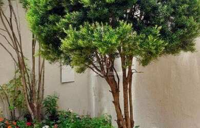 Imagem 13: Casa à venda, 147 m² por R$ 479.000,00 - Residencial e Comercial Palmares - Ribeirão Preto