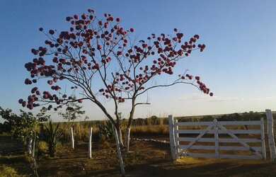 Imagem 14: FAZENDA PRODUTIVA COM 472HECTARES, HA 55KM DE UNAI