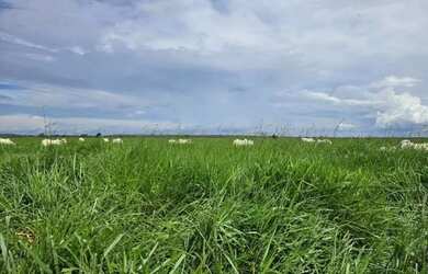 Imagem 6: Fazenda a venda, em Mundo Novo - Goiás