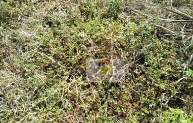 Imagem 11: Fazenda à venda, 560 Alqueires por R$ 56.000.000 - Penápolis/SP