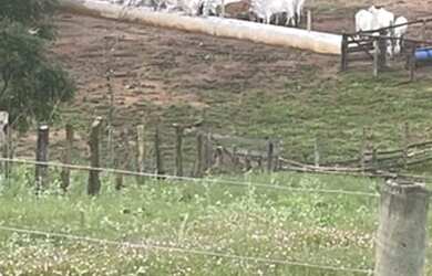 Imagem: A fazenda está localizado em Campinaçu, GO à venda por R$1.150.000