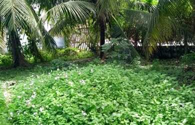 Imagem 1: Locação - área de terreno com galpão na área urbana em Porto de Galinhas-...