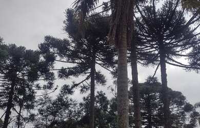 Imagem 5: Terreno no Tietê araucária