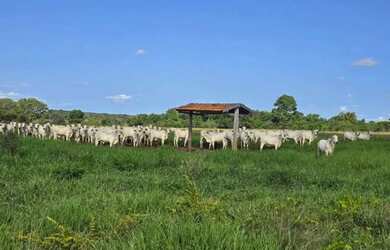 Imagem 4: Fazenda a venda, em Mundo Novo - Goiás