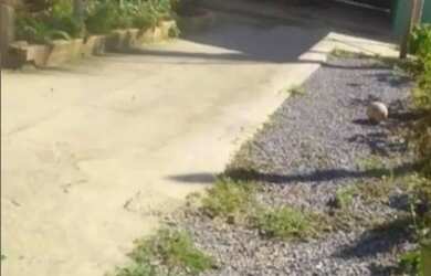 Imagem 3: Aluguel pra quem trabalha com mecânica e elétrica de autos