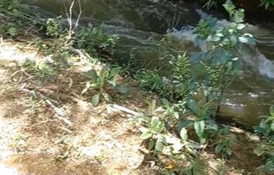 Imagem 4: Ótima fazenda à venda em São João Nepomuceno MG