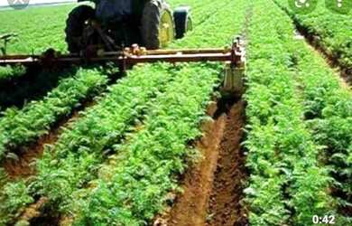 Imagem: A chácara possui 10.000m² de Área e está localizado em