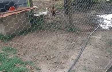 Imagem 4: Sitio a venda. Piscina, Varandae60.000m² de Área