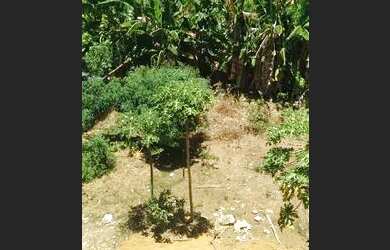 Imagem: O terreno possui 150m² de Área e está localizado em Mussurunga