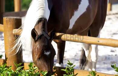 Imagem 3: Lote no Condomínio Fazenda Real Residence 1