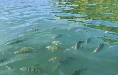 Imagem 9: Pousada Beija Flor na Praia da Lagoinha - Ubatuba - SP