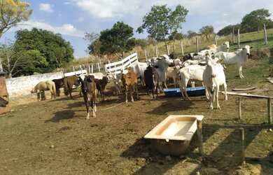 Imagem 3: Venda de fazenda maravilhosa grandiosa