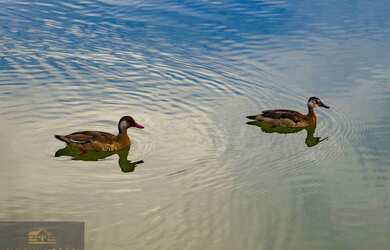 Imagem 10: Lote de Esquina no Condomínio Shambala 3 - Perto do Lago