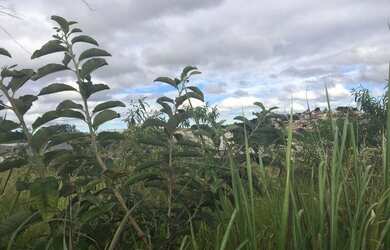 Imagem: O terreno possui 1800m² de Área e está localizado em Buritis