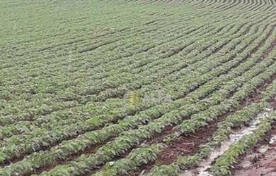 Imagem 5: Fazenda à venda, 1317 alqueires paulista por R$ 230.000.000 - Zona Rural...