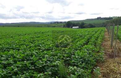 Imagem 2: Fazenda à venda, 2879800 m² por R$ 28.000.000,00 - São Domingos - Marmeleiro/PR