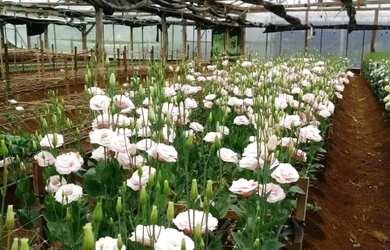 Imagem 8: Fazenda Rancho à Venda no Centro - 3 Dormitórios/Quartos e Área Ampla