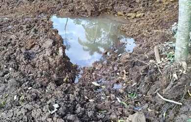 Imagem 8: Sítio / Chácara para Venda em Nova Petrópolis, Arroio Paixão