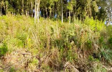 Imagem 6: Terreno à Venda em Canela