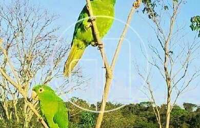 Imagem 7: Pedreira - Chacara - Sousas