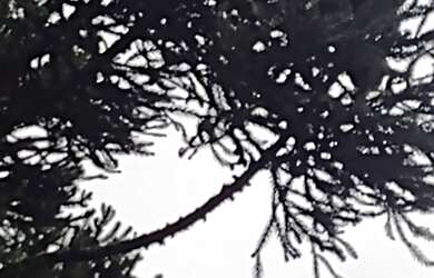 Imagem 3: Terreno no Tietê araucária