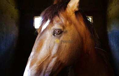 Imagem 12: Maravilhosa propriedade em Salto Itu 7 dormitórios à venda, 18565 m² por R$ 3.000.000 - Sa