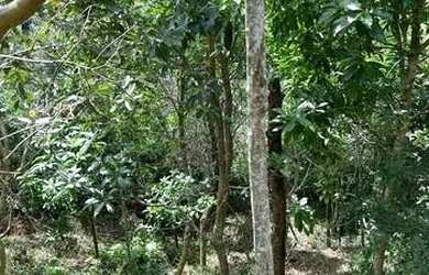 Imagem 6: Terreno / Lote 360m² - Siméria