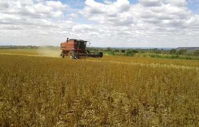 Imagem 6: FAZENDA PRODUTIVA COM 472HECTARES, HA 55KM DE UNAI