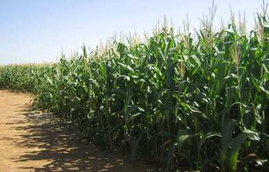 Imagem 10: FAZENDA PRODUTIVA COM 472HECTARES, HA 55KM DE UNAI