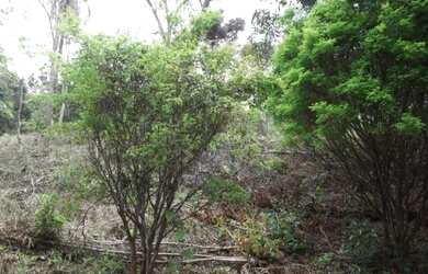 Imagem 10: Terreno 27ha na regiao de Santa Luzia terra de cultivo Varias opçoes