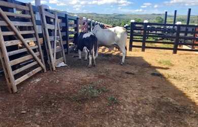 Imagem 10: Fazenda Cocalzinho. 20m² de Área