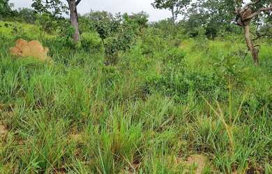 Imagem 5: Fazenda 158 hectares valor 1.120.000