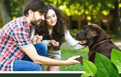 Imagem 5: Lote para venda tem 360 metros quadrados em Pedra Branca - São Joaquim...