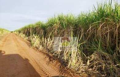 Imagem 3: Fazenda à venda, 560 Alqueires por R$ 56.000.000 - Penápolis/SP